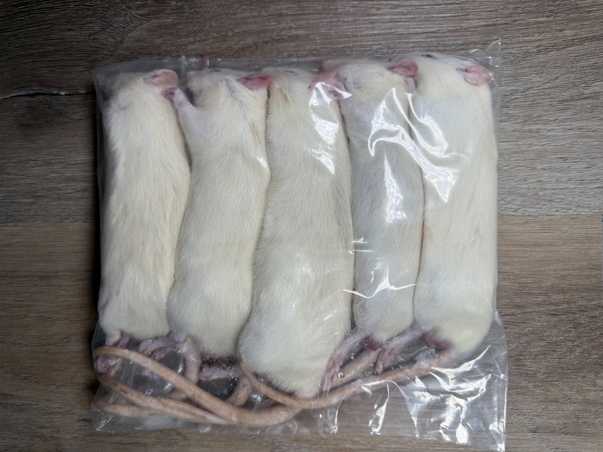 XL Large Rats (190g - 249g)