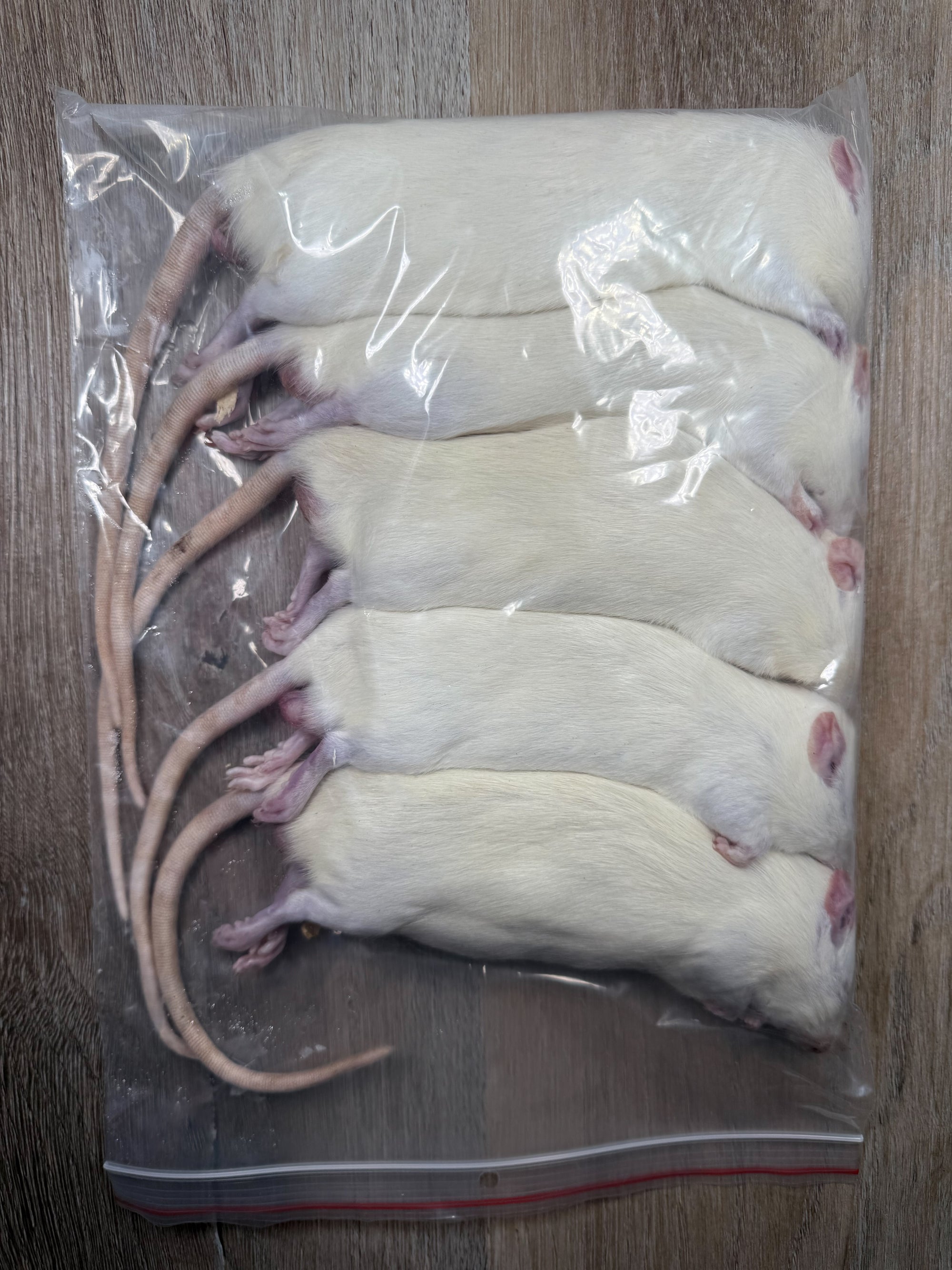 Large Rats (140g - 189g)