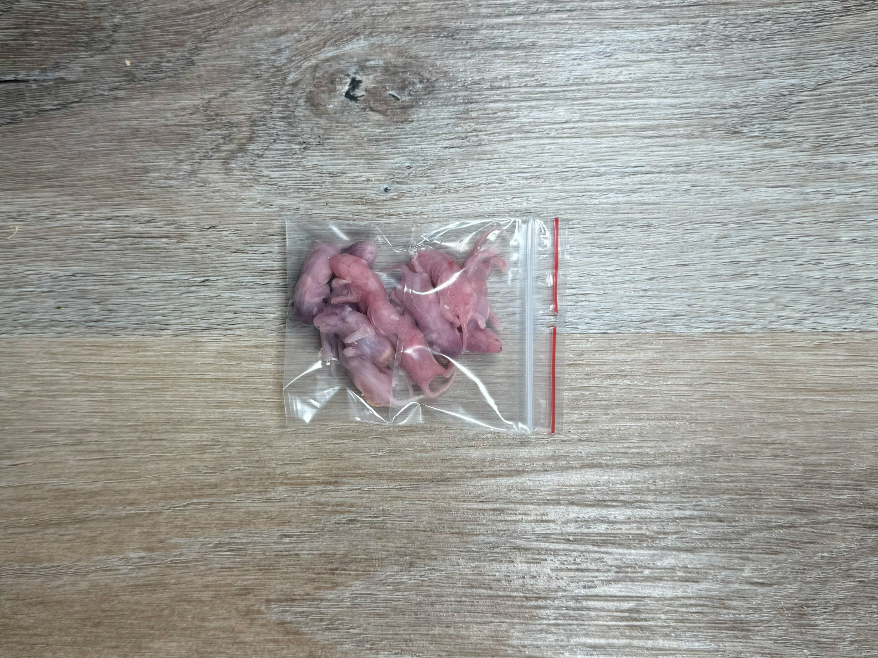 Pinky Mice (2g - 3g)