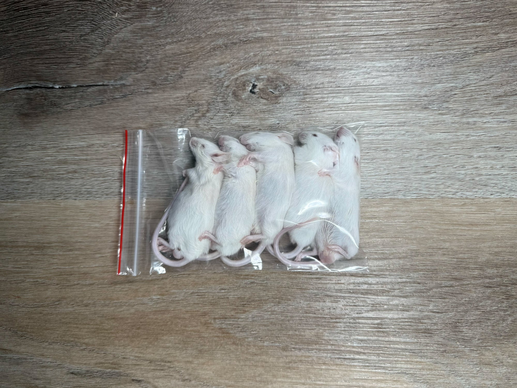 Adult Mice (20g - 29g)