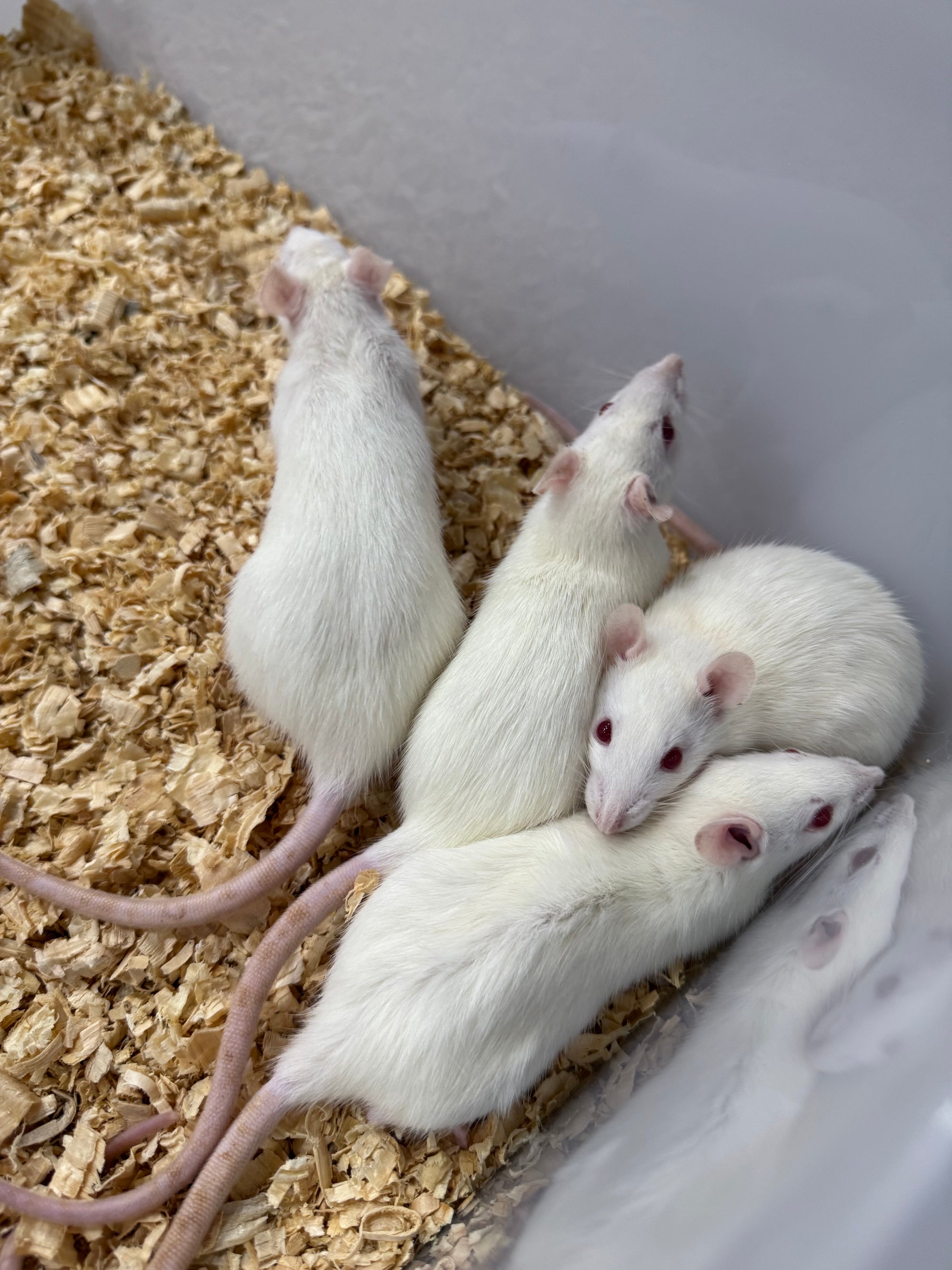 Wistar/Sprague Dawley Lab Rats (Trio)